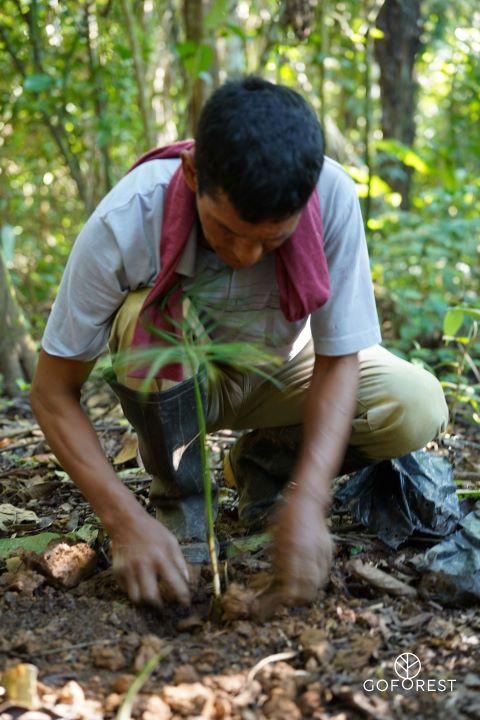 Carpentier plant bomen via Go Forest Carpentier plant bomen via Go Forest