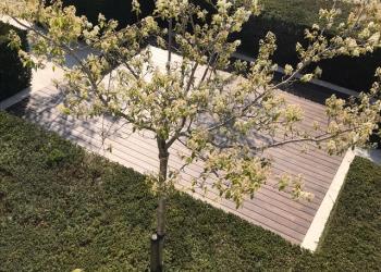 Thermisch bamboe terras tuin woning Roeselare