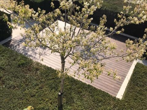 Thermisch bamboe terras tuin woning Roeselare