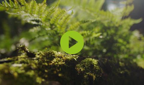 Corporate video Carpentier