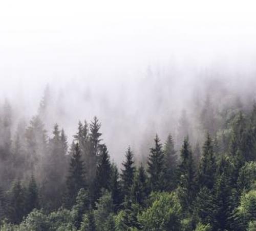 Nachhaltige Forstwirtschaft, eine Priorität