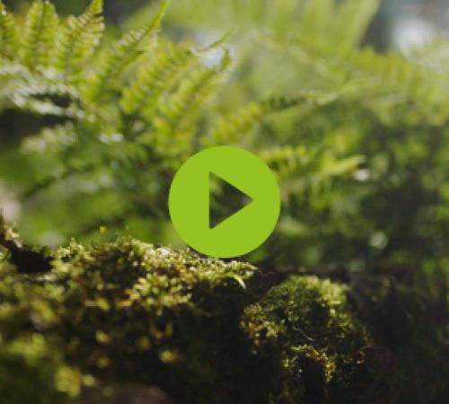 Imagefilm Carpentier