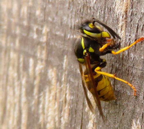 Nagende Wespe auf Holzverkleidung