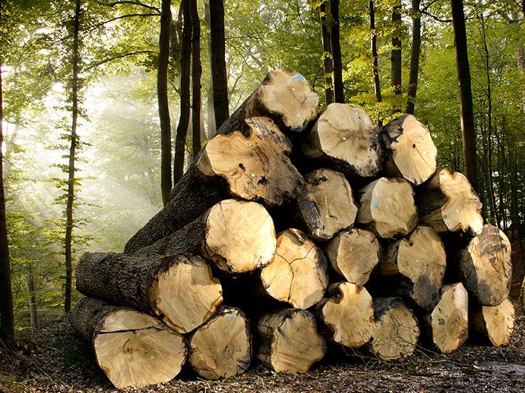 Aankoop van hout