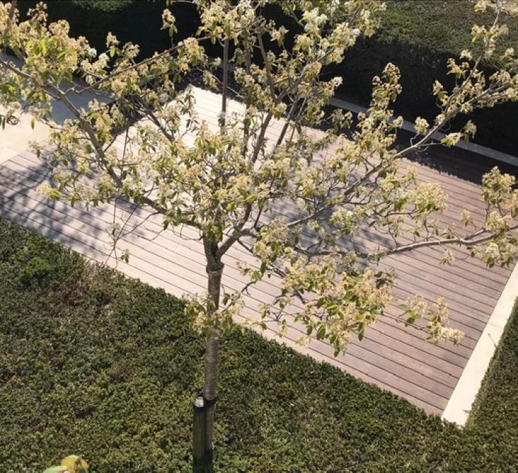 Thermisch bamboe terras tuin woning Roeselare